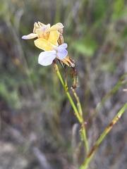 Lobelia capillifolia
