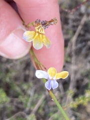 Lobelia capillifolia