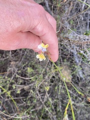 Lobelia capillifolia