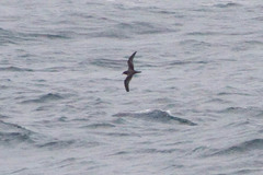 Pterodroma ultima