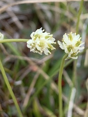 Tofieldia pusilla