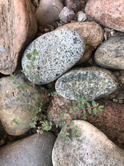 Euphorbia vermiculata