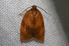 Cacoecimorpha pronubana