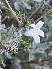 Wahlenbergia calcarea