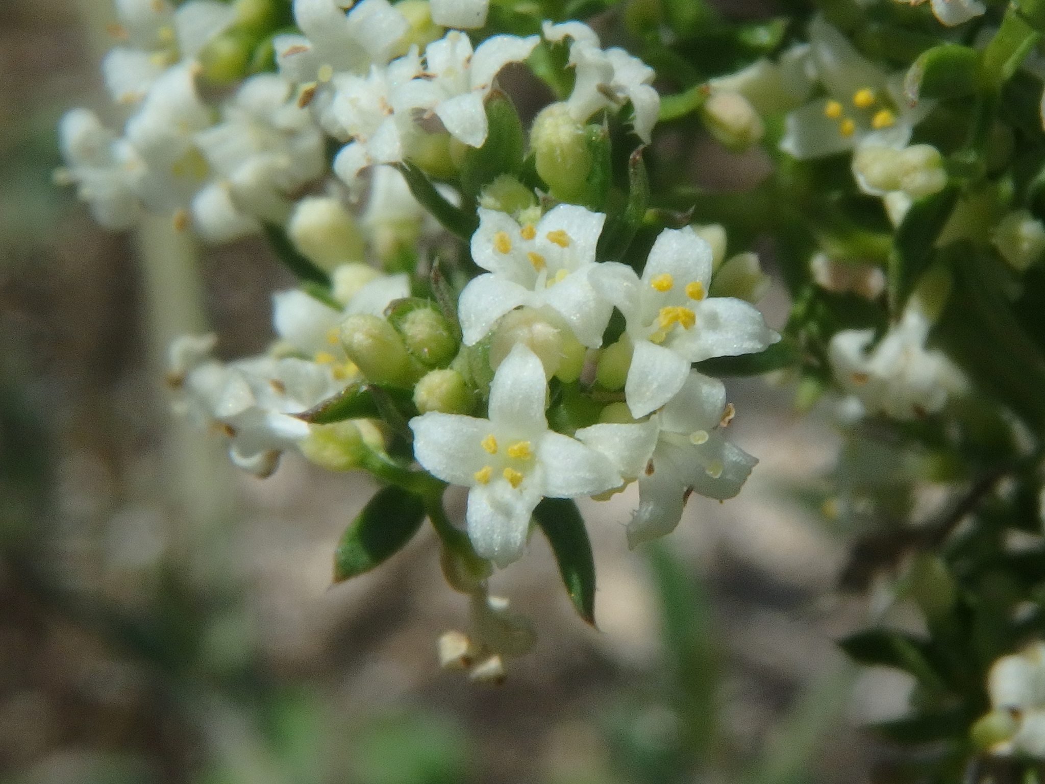 Galium humifusum