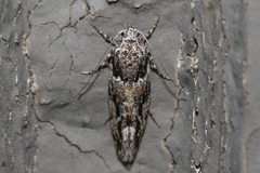 Recurvaria