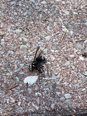 Dolichovespula maculata