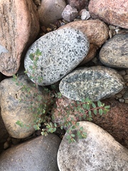 Euphorbia vermiculata