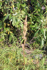Rumex longifolius