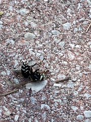 Dolichovespula maculata