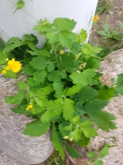 Chelidonium majus