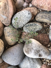 Euphorbia vermiculata