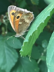 Pyronia tithonus