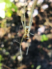 Leucauge