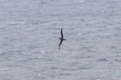 Pterodroma ultima