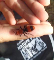 Dasymutilla occidentalis