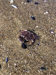 Danielethus crenulatus