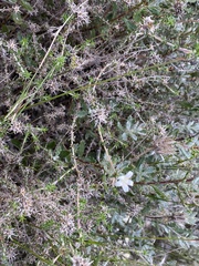 Wahlenbergia calcarea