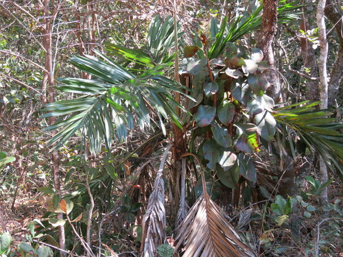 Syagrus comosa, photo 82