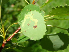Aulagromyza tremulae
