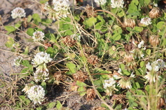 Trifolium repens