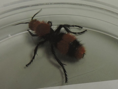 Dasymutilla occidentalis