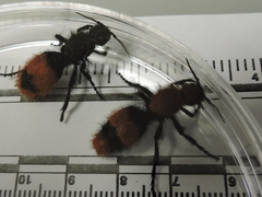 Dasymutilla occidentalis