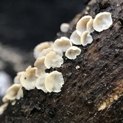 Cyphellaceae