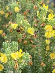 Aspalathus pallescens