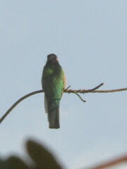 Trogon rufus