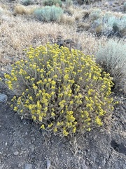 Chrysothamnus viscidiflorus puberulus