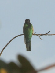 Trogon rufus
