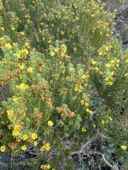 Aspalathus pallescens