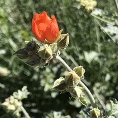 Sphaeralcea munroana