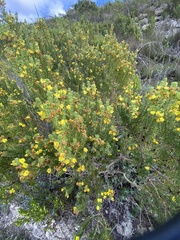 Aspalathus pallescens