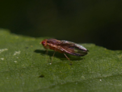 Peplomyza