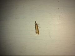 Donacaula mucronella