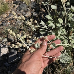 Sphaeralcea munroana