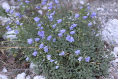 Campanula cochleariifolia