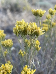 Chrysothamnus viscidiflorus puberulus