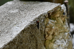 Pseudorus