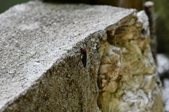 Pseudorus