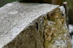 Pseudorus