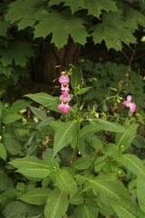 Impatiens glandulifera