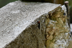 Pseudorus