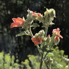 Sphaeralcea munroana