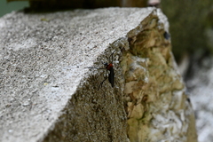 Pseudorus