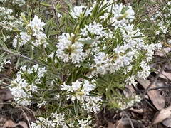 Agiortia pleiosperma
