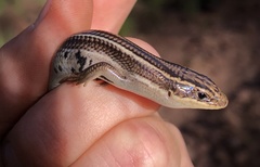 Plestiodon multivirgatus