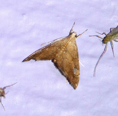 Scybalistodes periculosalis